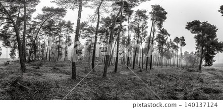 Misty pine forest black and white panorama Misty pine forest black and white panorama 140137124