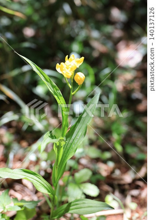 Kinran Flower Kinran Flower 140137126
