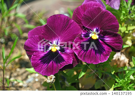Pansy Pansy 140137195