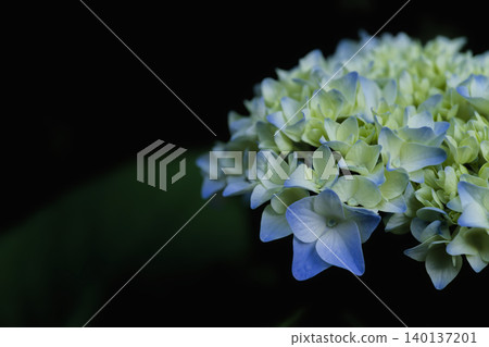 hydrangea hydrangea 140137201