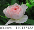 Roses in the green 140137422