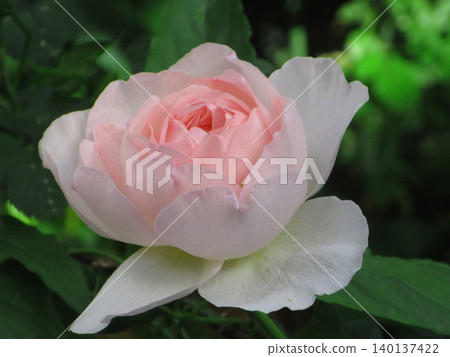 Roses in the green Roses in the green 140137422