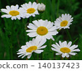  White flower 140137423