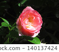 Miniature 140137424