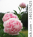 Beautiful pink peony 140137425