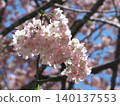Cherry Blossom	 140137553