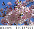 Blue sky and cherry blossoms in full bloom 140137554