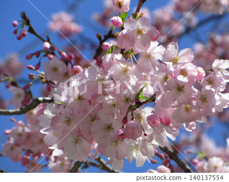Blue sky and cherry blossoms in full bloom Blue sky and cherry blossoms in full bloom 140137554