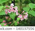 Flowers in the forest 140137556