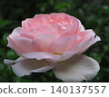 rose	 140137557