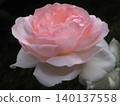Roses 140137558
