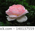 Rose of pink 140137559