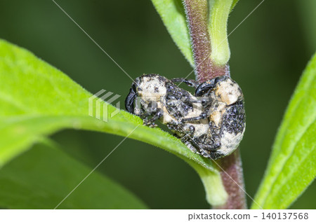 Bullfrog bean weevil Bullfrog bean weevil 140137568