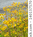 Flower fields in June 140137570