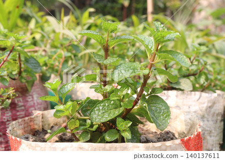 spearmint leaf spice plant on pot spearmint leaf spice plant on pot 140137611