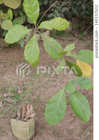 Terminalia catappa tree plant on nursery Terminalia catappa tree plant on nursery 140137612