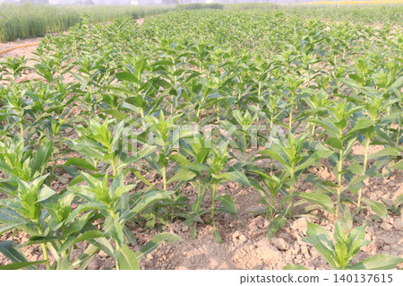 Safflower, false saffron flower plant on farm for harvest are cash crops Safflower, false saffron flower plant on farm for harvest are cash crops 140137615