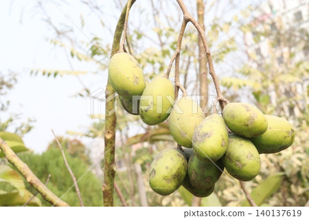 Spondias mombin on tree in nursery Spondias mombin on tree in nursery 140137619