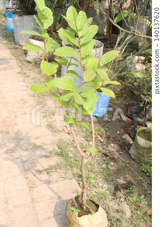sugar apple plant on nursery for sell sugar apple plant on nursery for sell 140137620