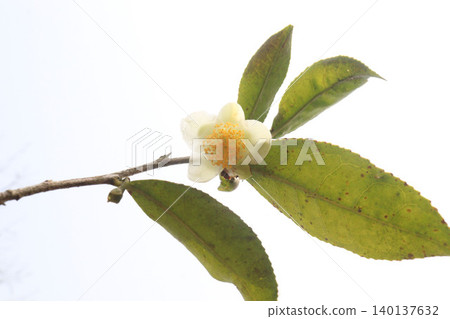 tea flower with leaf on tree in firm tea flower with leaf on tree in firm 140137632