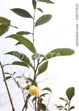 tea flower with leaf on tree in firm tea flower with leaf on tree in firm 140137633