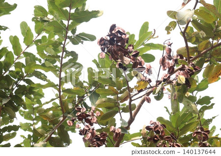 Arjun plant with fruit on farm for medicinal purpose Arjun plant with fruit on farm for medicinal purpose 140137644