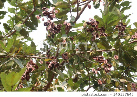 Arjun plant with fruit on farm for medicinal purpose Arjun plant with fruit on farm for medicinal purpose 140137645