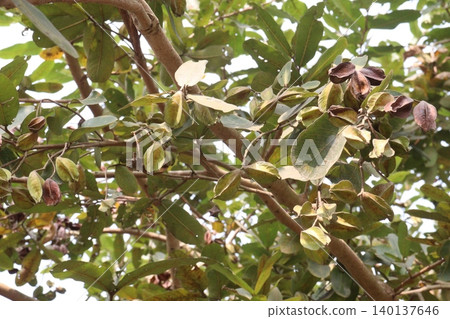 Arjun plant with fruit on farm for medicinal purpose Arjun plant with fruit on farm for medicinal purpose 140137646