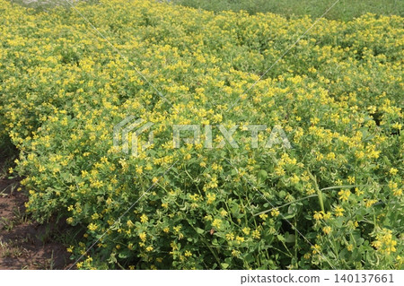 Trigonella corniculata plant with flower on farm Trigonella corniculata plant with flower on farm 140137661