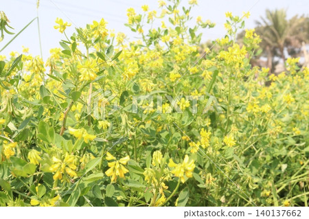 Trigonella corniculata plant with flower on farm Trigonella corniculata plant with flower on farm 140137662