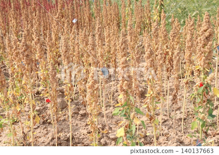 White goosefoot plant on farm for harvest White goosefoot plant on farm for harvest 140137663