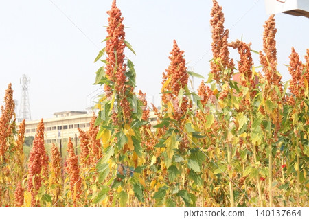 White goosefoot plant on farm for harvest White goosefoot plant on farm for harvest 140137664