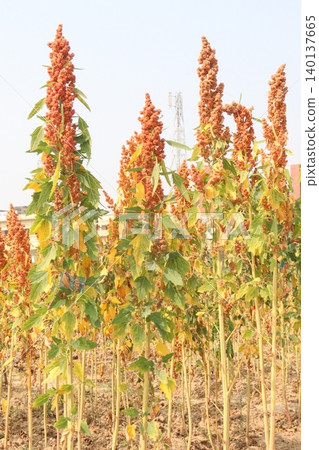 White goosefoot plant on farm for harvest White goosefoot plant on farm for harvest 140137665