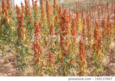 White goosefoot plant on farm for harvest White goosefoot plant on farm for harvest 140137667