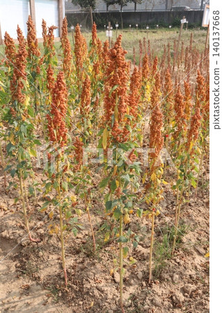 White goosefoot plant on farm for harvest White goosefoot plant on farm for harvest 140137668