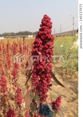 White goosefoot plant on farm for harvest White goosefoot plant on farm for harvest 140137675