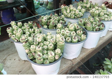 Crassula Jade Necklace succulent plant on pot Crassula Jade Necklace succulent plant on pot 140137703