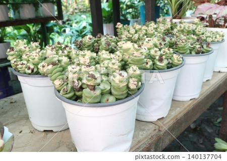 Crassula Jade Necklace succulent plant on pot Crassula Jade Necklace succulent plant on pot 140137704
