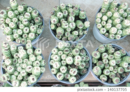 Crassula Jade Necklace succulent plant on pot Crassula Jade Necklace succulent plant on pot 140137705