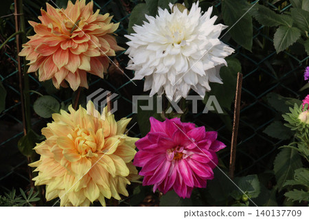 dahlia flower plant on farm for harvest dahlia flower plant on farm for harvest 140137709