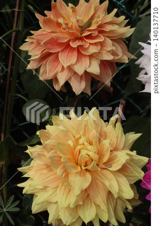 dahlia flower plant on farm for harvest dahlia flower plant on farm for harvest 140137710