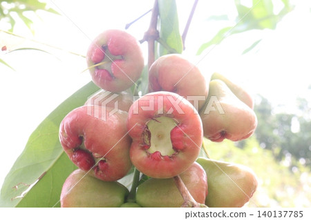 Syzygium samarangense fruit plant on nursery Syzygium samarangense fruit plant on nursery 140137785