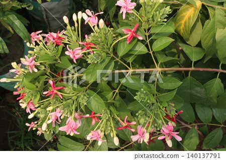 Combretum indicum flower tree plant on pot in farm Combretum indicum flower tree plant on pot in farm 140137791