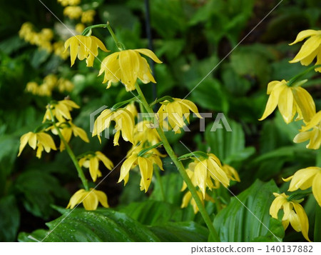 黃蝦花 黃蝦花 140137882