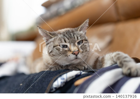 Cute cat relaxing on its owner: Siamese tabby cat Cute cat relaxing on its owner: Siamese tabby cat 140137916