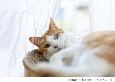 A cat relaxing by the window Brown tiger white A cat relaxing by the window Brown tiger white 140137924
