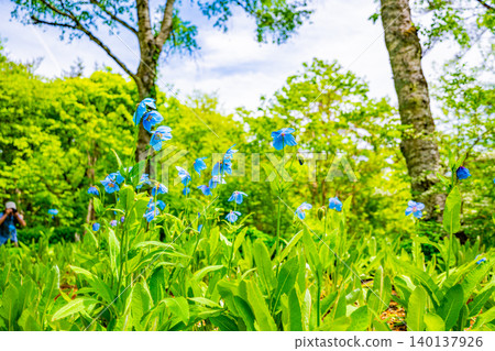 [Yamanashi Prefecture] The elusive blue poppy, Meconopsis, native to the Himalayas 140137926