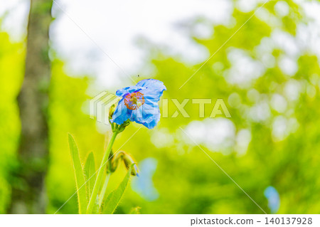 【山梨縣】喜馬拉雅山脈特有的神秘藍色罌粟花,學名Meconopsis 【山梨縣】喜馬拉雅山脈特有的神秘藍色罌粟花,學名Meconopsis 140137928