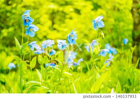 【山梨縣】喜馬拉雅山脈特有的神秘藍色罌粟花,學名Meconopsis 【山梨縣】喜馬拉雅山脈特有的神秘藍色罌粟花,學名Meconopsis 140137931