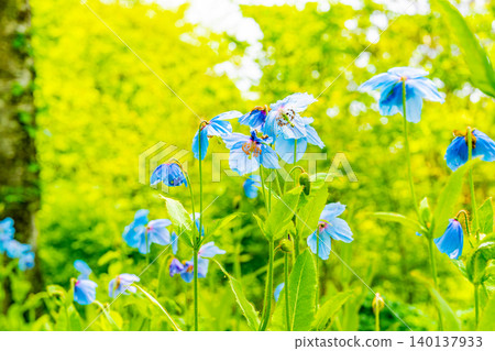 [Yamanashi Prefecture] The elusive blue poppy, Meconopsis, native to the Himalayas 140137933